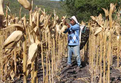 Juan Cortina Gallardo, empresario azucarero, advirtió que si se quita el herbicida, usado en 140 países, los agricultores “se volverán más ineficientes”. La imagen corresponde a un productor de la comunidad nahua de Atliaca, en Tixtla, Guerrero, donde el cultivo de maíz genera ganancias nimias.