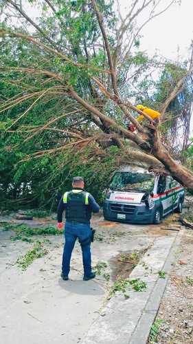 Brigadas de la Comisión Nacional Forestal cortan con motosierra árboles derribados por el huracán Grace. Uno de ellos cayó sobre una ambulancia en la colonia Chapultepec de Poza Rica, Veracruz.