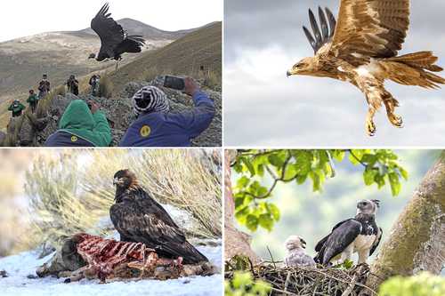 La Jornada: Aves rapaces en el mundo, amenazadas, vulnerables o en peligro  de extinción