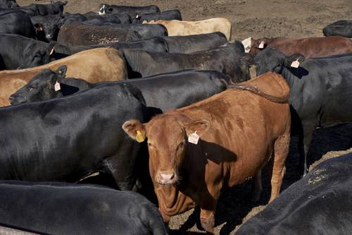 Brasil, el mayor exportador de carne de vacuno del mundo, suspendió las exportaciones de carne de res a China, su principal cliente, tras confirmar dos casos de enfermedad de las vacas locas “atípica” en dos plantas cárnicas, informó ayer el Ministerio de Agricultura. La suspensión es un duro golpe para los agricultores brasileños: China y Hong Kong compran más de la mitad de sus exportaciones de carne vacuna. Los casos fueron identificados en plantas de los estados de Mato Grosso y Minas Gerais. Se trata del cuarto y quinto caso de enfermedad de las vacas locas “atípica” detectados en Brasil en 23 años. Imagen de archivo