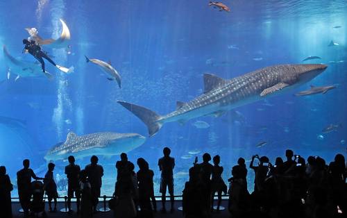 Tiburones ballena nadan en el tanque de la Corriente Negra en el Acuario Okinawa Churaumi, Japón. La imagen fue captada en 2013.