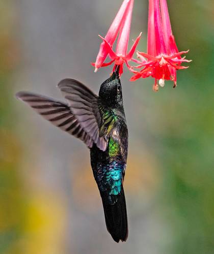 Un Coeligena helianthea en el cerro Monserrate, en la capital colombiana.