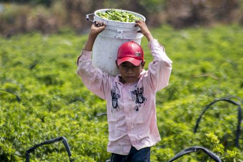 Los trabajadores agrícolas suelen llevar con ellos a sus hijos menores de edad a los estados en los que suelen contratarlos. En imagen de archivo, uno de los niños que laboran en la pizca en los campos de Michoacán, pero proviene de otra entidad.