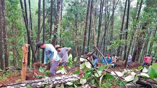 Campesinos del ejido El Cordón, en la sierra del municipio de Tecpan de Galeana, en la Costa Grande de Guerrero, siembran árboles frutales y cuidan bosques y animales en peligro de extinción, entre ellos el jaguar.