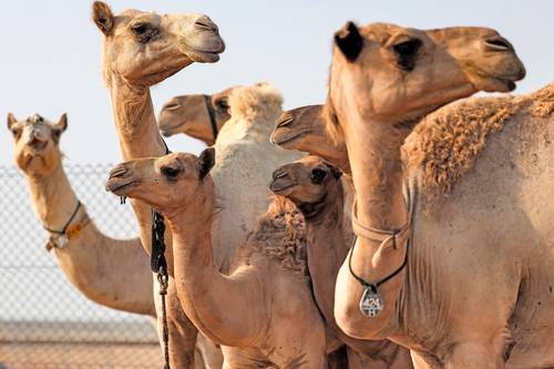 En el competitivo mundo de las carreras y concursos de belleza de camellos del golfo Pérsico, el margen de error es minúsculo. Gracias a un equipo científico, sus concursantes disponen de una nueva arma: la clonación del animal perfecto. Y es que no todos los ejemplares están dotados con los labios caídos ideales ni un cuello alto elegante. Pero ahora, la tecnología permite a los clientes acaudalados remplazar su mejor camello por otro idéntico. En el Centro de Reproducción Biotecnológica de Dubai, los científicos trabajan en sus microscopios mientras decenas de artiodáctilos clonados deambulan en el exterior.
