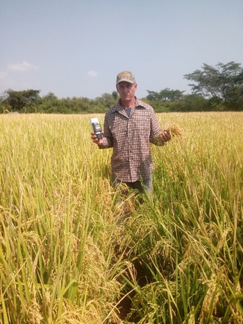 Productor en su parcela de arroz en transición agroecológica. Jesús Vizcaíno Rodríguez