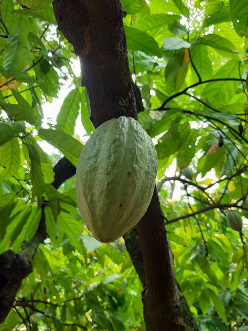 Cacaotal en tabasco con prácticas sustentables. Wendy Castañeda Abad