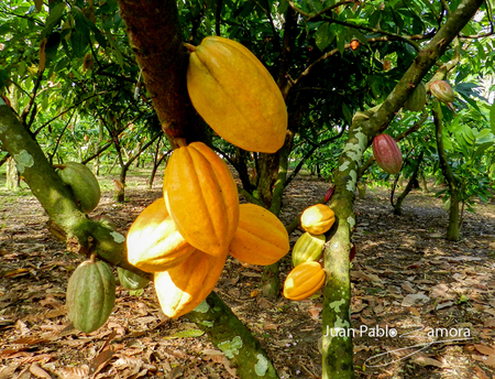 Desarrolla la SAGARPA variedades de alto rendimiento de cacao para incrementar su producción. Juan Pablo Zamora