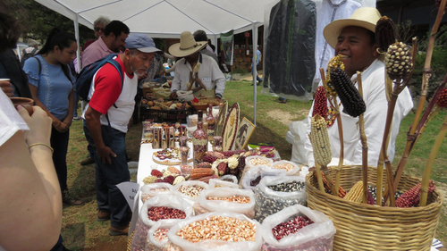 Protectores de semillas nativas de Ixtenco, Tlaxcala, 1er. Congreso mexicano de Agroecología, ECOSUR, SCLC, Chiapas. Elma Beatriz Heredia Campos