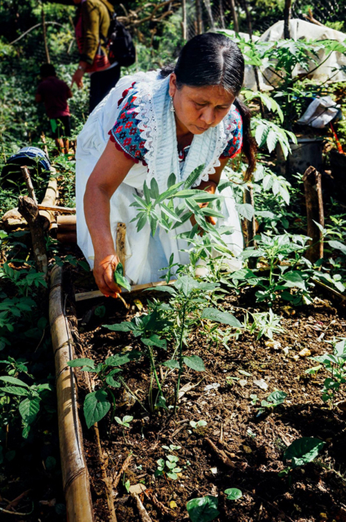 La Tosepan ha establecido diversas cooperativas encaminadas a brindar una vida digna para la población local. CCMSS