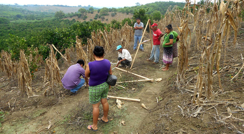 Un grupo de productores de maíz en Hidalgo aprendió a sembrar “al contorno” para aprovechar el agua de lluvia y evitar la erosión de sus suelos. CIMMYT