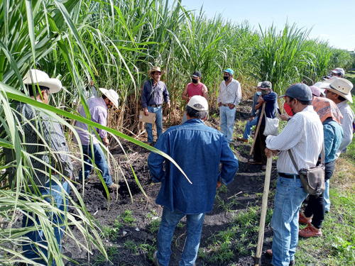 Cortesía Secretaría de Agricultura