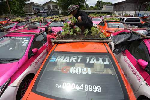 Los taxis parados en la capital tailandesa, muchos con cromática similar a los de la Ciudad de México, son usados para pequeños cultivos y obtener comida por la crisis.
