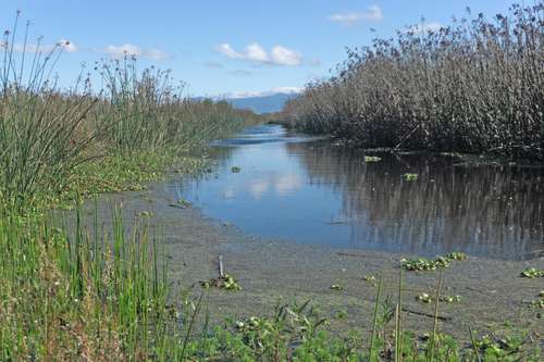  A las afueras del pueblo de San Pedro Tultepec hay un lugar donde se puede imaginar cómo era el valle de México en la época prehispánica. Los gorjeos de las aves sonorizan el paisaje donde aún se pueden ver algunos patos de los miles que en otros tiempos llegaban a tapar el Sol. Foto Pablo Ramos