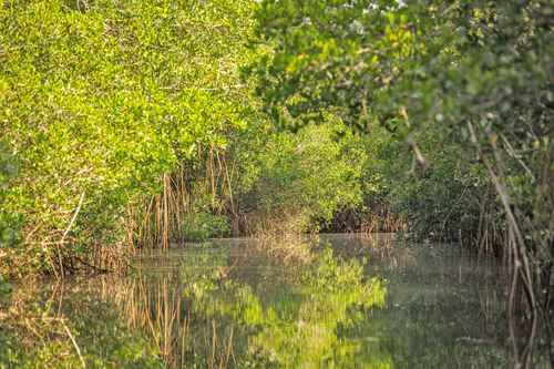 El ecosistema sólo crece y se mantiene en lagunas de costa, como ésta en Puerto Vallarta, Jalisco.