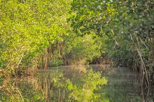 El ecosistema sólo crece y se mantiene en lagunas de costa, como ésta en Puerto Vallarta, Jalisco.