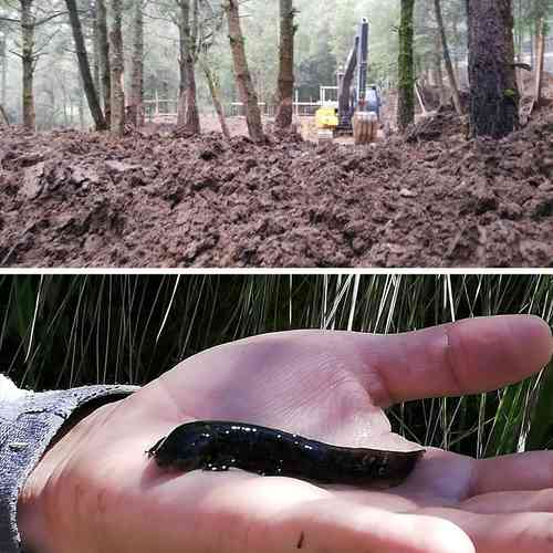 Un trascabo de inmobiliarias realizó trabajos de deforestación en el bosque de San Luis Ayucan, lo que pone en riesgo el hábitat del ajolote de montaña. Las constructoras pretenden ampliar las obras del fraccionamiento Residencial Campestre Villa Alpina.