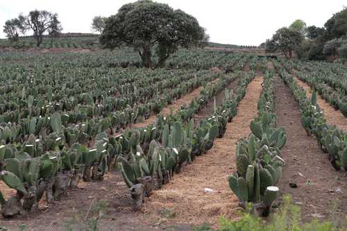 El alza de fertilizantes disminuirá la rentabilidad de la producción agrícola, anticipa GCMA.