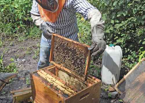 Los apicultores quedarán indefensos si se aprueba la propuesta que viola sus derechos y desconoce sus saberes.