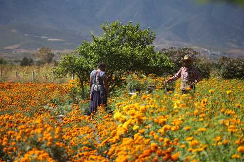 Por generaciones, la familia Grijalva ha sembrado, cosechado y distribuido las flores de cempasúchil y cresta de gallo en el municipio de Tlacolula de Matamoros, Oaxaca, para adornar los altares de muertos que se instalan durante la fiesta de Todos los Santos.