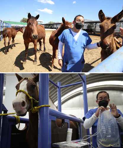 En instalaciones de Tecámac, expertos de Birmex explicaron el proceso por el que se obtiene el suero equino hiperinmune para tratar Covid-19.