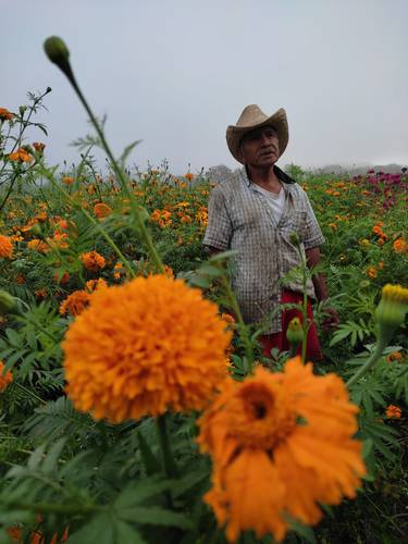 La siembra total de flores de cempasúchil apenas llegó a 30 por ciento de las hectáreas dedicadas a ese fin, lamentaron productores de Tixtla, Guerrero.