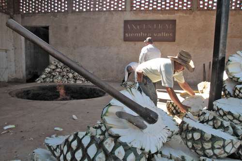  Trabajadores de la tequilera Cascahuin, en el municipio de El Arenal, Jalisco, colocan las piñas de maguey en los hornos y las sepultan en tierra durante cinco días para después continuar con la maceración usando mazos de madera a fin de extraer el jugo y someterlo a un proceso de fermentación. Foto Arturo Campos Cedillo