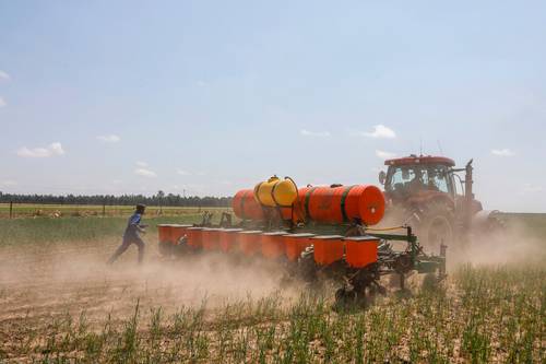 Plantación de soja en una granja en Balfour, Sudáfrica. El costo de los alimentos enfrenta un alza a escala global, advierte la FAO.