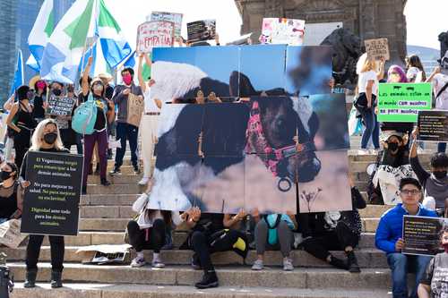 Al grito de ¡Liberación animal!, decenas de activistas realizaron ayer la quinta marcha anual en la Ciudad de México en defensa de los derechos de la fauna, así como para exigir un alto al maltrato, la explotación y el consumo de derivados animales propiciado por el especismo. Rebeca Pérez Flores, del comité organizador, señaló que el objetivo es visibilizar y concientizar la injusticia diaria de los humanos contra las otras especies animales, “por considerarlos inferiores”. Comentaron que están en contra de la vestimenta de origen animal y espectáculos con fauna.