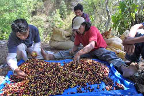
<br>Pequeños productores, sin beneficios por alzas de precios en café y azúcar