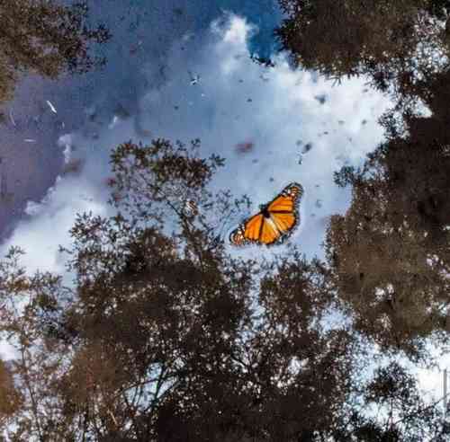 Al menos 100 millones de mariposas monarcas arribaron a principios de noviembre al santuario de El Campanario, Michoacán, que concentra 44 por ciento de los lepidópteros que llegan anualmente, provenientes de Estados Unidos y Canadá, a los bosques de esa entidad y el estado de México.
