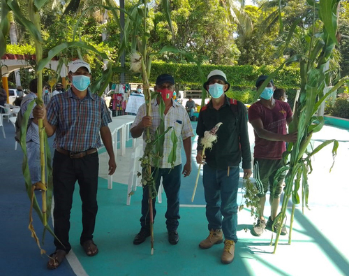 Campesinos muestran con orgullo la planta que provee el grano milenario.  Marcos Cortez