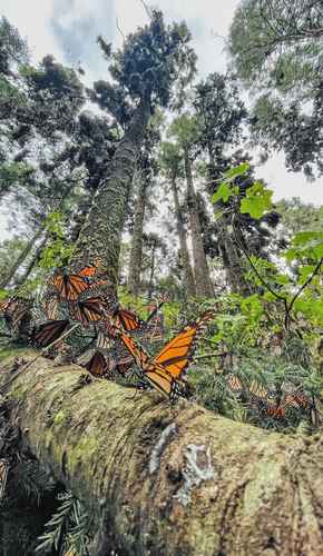  Foto cortesía de Abel Cruz Reséndiz