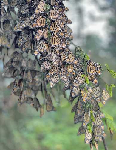  Foto cortesía de Abel Cruz Reséndiz