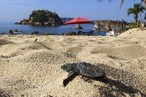 Decenas de quelonios de la especie golfina emergieron en la playa Condesa de Acapulco, la mañana de ayer. El 27 de agosto pasado tortugas desovaron alrededor de 700 huevos en la playa Revolcadero. El Colegio de Ecólogos de Guerrero pidió en octubre a las autoridades estatales apoyar los campamentos tortugueros.