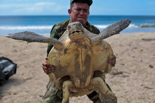 Un miembro del ejército de Nicaragua lleva una tortuga lora después de que puso sus huevos en Refugio de Vida Silvestre La Flor en San Juan del Sur, una de las siete playas de Centroamérica donde anidan cientos de esos animales cada año.
