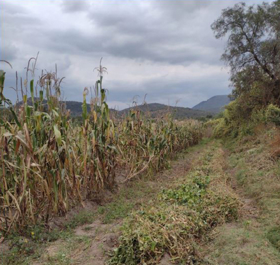 Milpa lista para la cosecha y bordo de quelites, La Concepción Jolalpan, Tepetlaoxtoc, Edo. de México.  Yara Muñoz Castillo