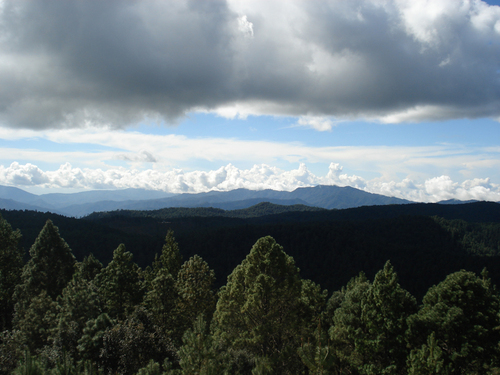 Los bosques comunales de San Pedro el Alto, Zimatlán de Álvarez, Oaxaca.  Diego García Osorio