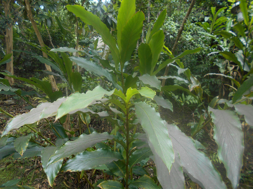 Planta de xkijit en un traspatio de Coxquihui, Veracruz. Erika María Méndez Martínez