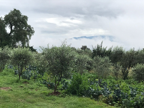 Olivos y milpa.  Magdalena Pérez Palomo