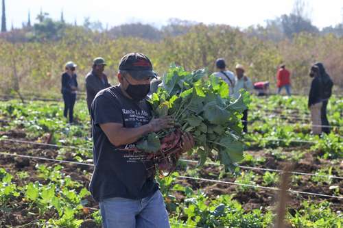 Hortelanos del municipio de Santa Cruz Xoxocotlán, Oaxaca, acudieron ayer a los viveros de la Secretaría de Desarrollo Agropecuario, Pesca y Acuacultura para cosechar 14 toneladas de rábanos, variedades bartender y champion, que utilizarán el próximo 23 de diciembre, cuando se celebre la Noche de Rábanos, en la que participarán 20 equipos en la categoría tradicional y 16 en la artística. El certamen se efectúa en el zócalo de la capital del estado desde 1897 y fue suspendido en 2020 a causa de la pandemia.