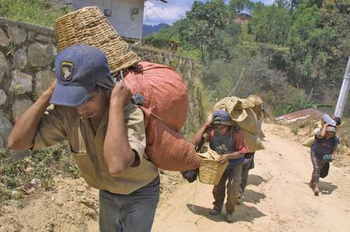 Las grandes empresas dedicadas a la compraventa de café pagan precios menores a los referentes globales a los pequeños caficultores del país, por lo que, pese a la bonanza del grano, el beneficio no es parejo.