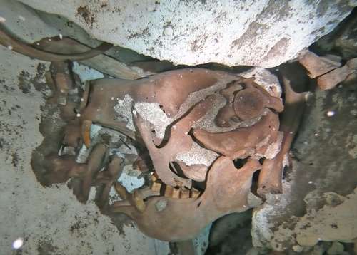 Imagen del cráneo de un perezoso gigante, hoy en extinción.