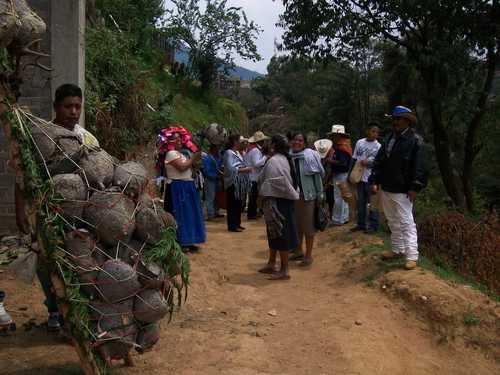 Grupos criminales despojan tierras de cultivos a labriegos purépechas