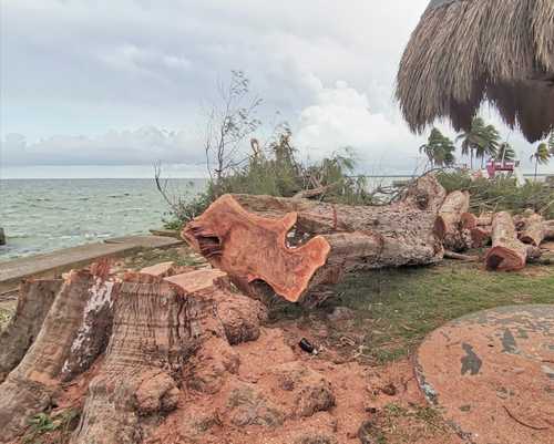 Alrededor de 50 árboles de diversas especies que estaban a lo largo de un kilómetro en el bulevar Bahía, en Chetumal, fueron talados por trabajadores contratados por la Secretaría de Obras Públicas de Quintana Roo.