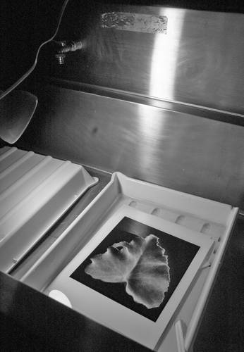  En la imagen, bandejas donde se revelan las fotografías, para lo cual se emplea una fórmula ecológica. Foto cortesía de la entrevistada