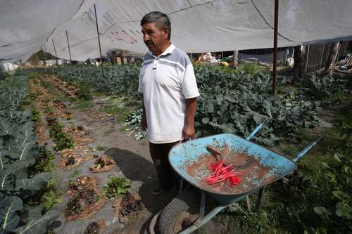  Un chicuarote terco, pero satisfecho por lo que la tierra le da al tener mucha perseverancia. Foto Yazmín Ortega Cortés