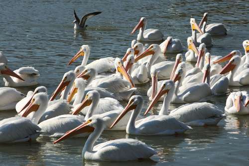 Pelícanos borregones viajan de Canadá y Estados Unidos al lago de Chapala, Jalisco, para disfrutar de temperaturas cálidas, entre los meses de noviembre y marzo. Su llegada se ha vuelto un atractivo para el turismo nacional. Durante su estancia, las aves son alimentadas por pescadores, quienes dijeron que algunos ejemplares llegan a medir hasta 1.75 metros de longitud. En la imagen, las aves en la orilla del malecón de Chapala.