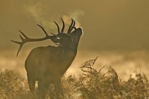 En Richmond Park, en el sureste de Londres, un ciervo se despierta en medio de la niebla.