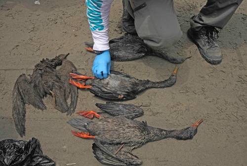 La mancha de petróleo en el mar peruano ya abarca 21 playas y ha causado pérdidas no cuantificadas de fauna.